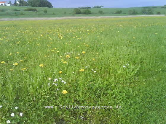 Auenlandschaft