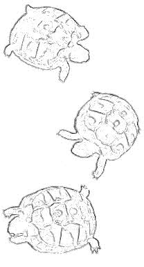 Schildkröten-Zeichnung