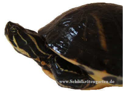 Peninsula - Schmuckschildkröte