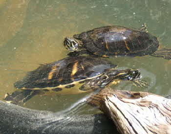 Pseudemys peninsularis im Teich_4a