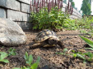 Schildkrte im Freigehege_3