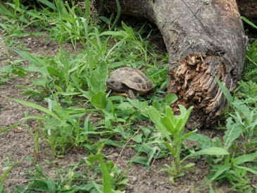 Schildkrte im Freigehege_5