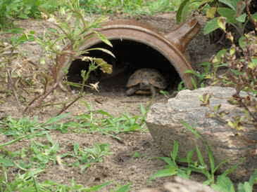 Schildkrte im Freigehege_4