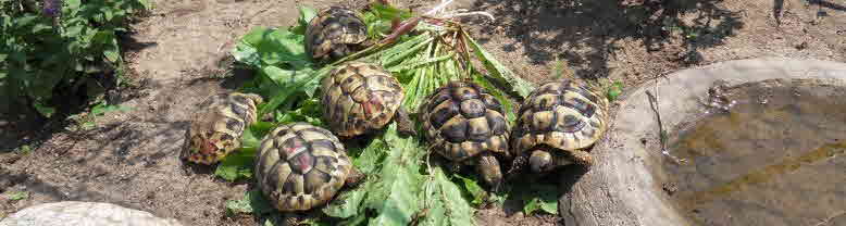 Griechische Landschildkrten