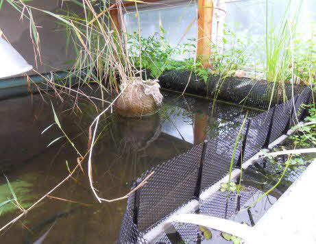 Schildkroeten-Teich innen