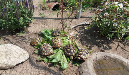 Testudo hermanni boettgeri